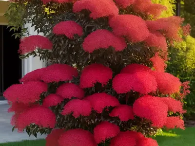 Cotinus Coggygria (Smokebush)