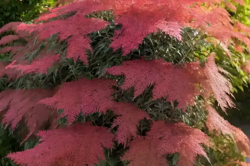 Cotinus coggygria ‘velvet cloak’ (smokebush) — photo 2