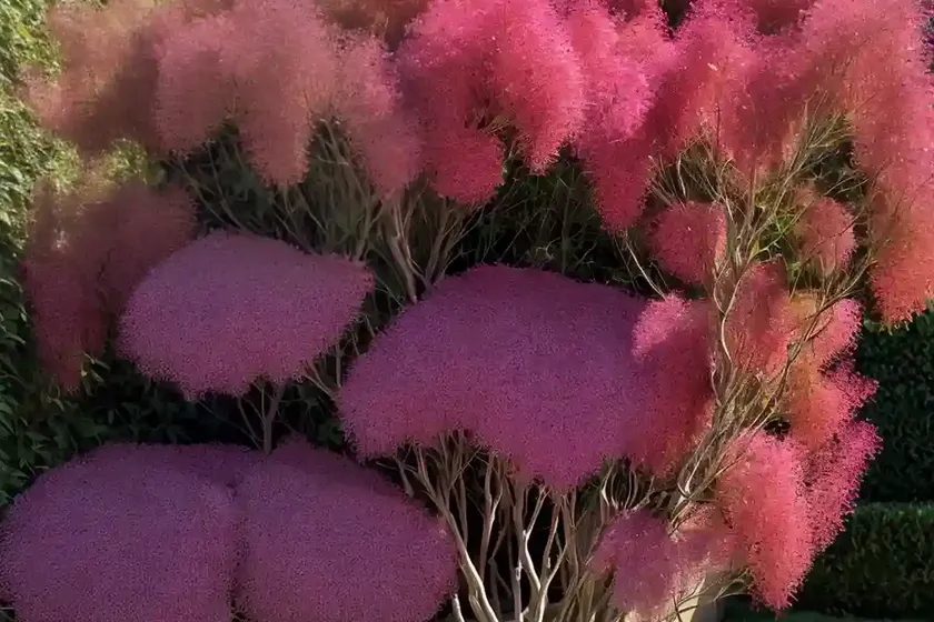 Cotinus coggygria ‘velvet cloak’ (smokebush) — photo 3