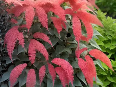 Cotinus Coggygria ‘Young Lady’ (Smokebush)