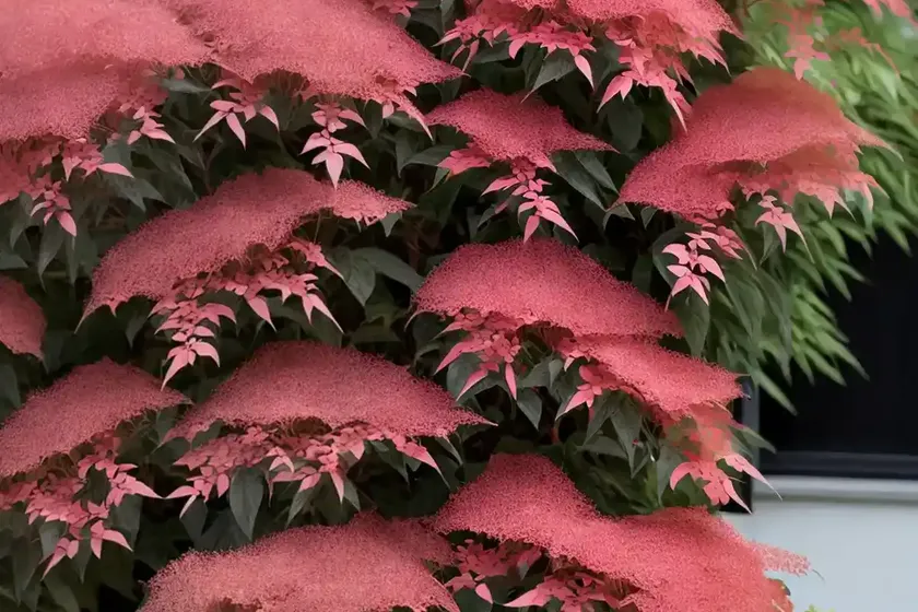 Cotinus ‘grace’ (smokebush) — photo 2