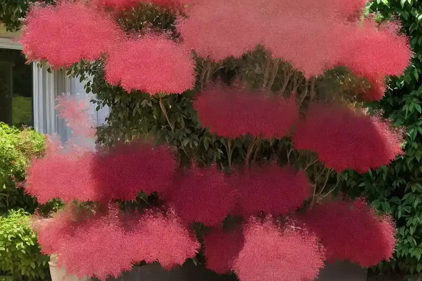 Cotinus ‘grace’ (smokebush) — photo 3