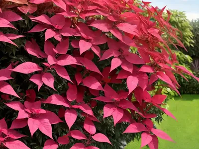 Cotinus ‘Grace’ (Smokebush)