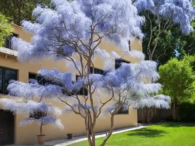 Cotinus Obovatus (American Smoke Tree)
