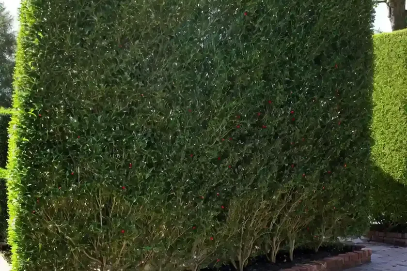 Cotoneaster adpressus (creeping cotoneaster) — photo 2