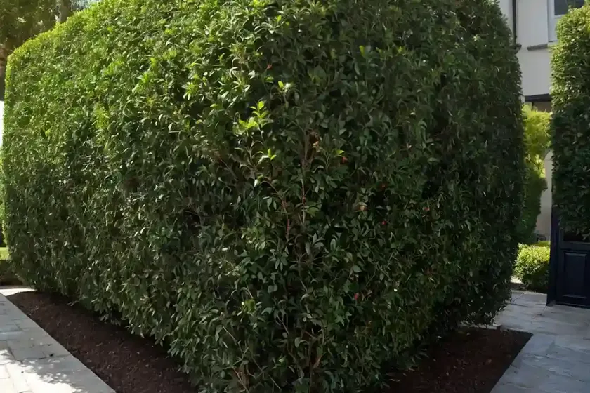 Cotoneaster adpressus (creeping cotoneaster) — photo 3