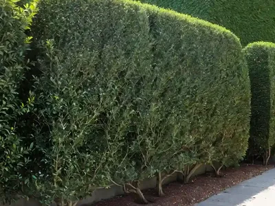 Cotoneaster Adpressus (Creeping Cotoneaster)