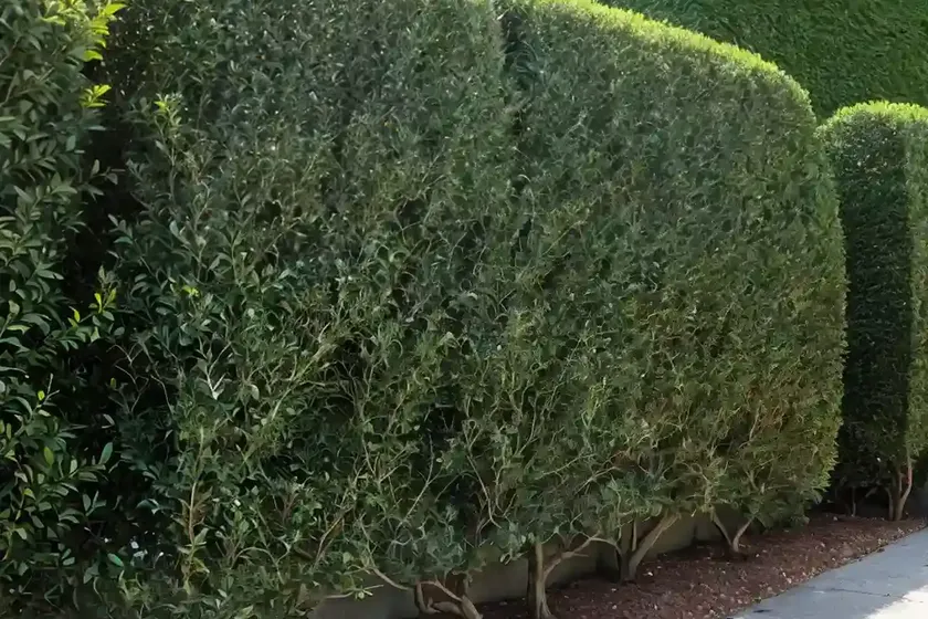 Cotoneaster adpressus (creeping cotoneaster)