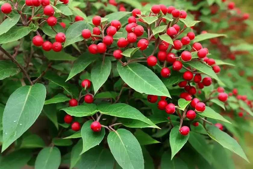 Cotoneaster (cotoneaster acutifolius) — photo 2