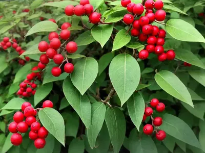 Cotoneaster (Cotoneaster Acutifolius)