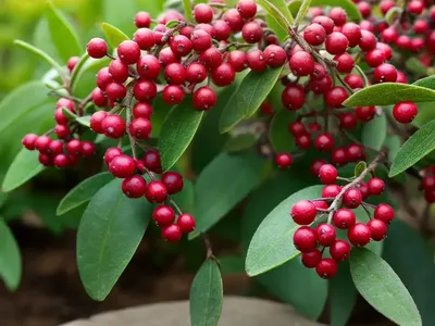 Cotoneaster Dammeri (Bearberry Cotoneaster)
