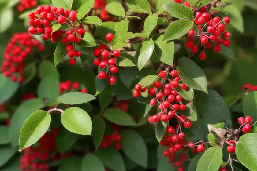 Cotoneaster horizontalis (rock cotoneaster) — photo 2