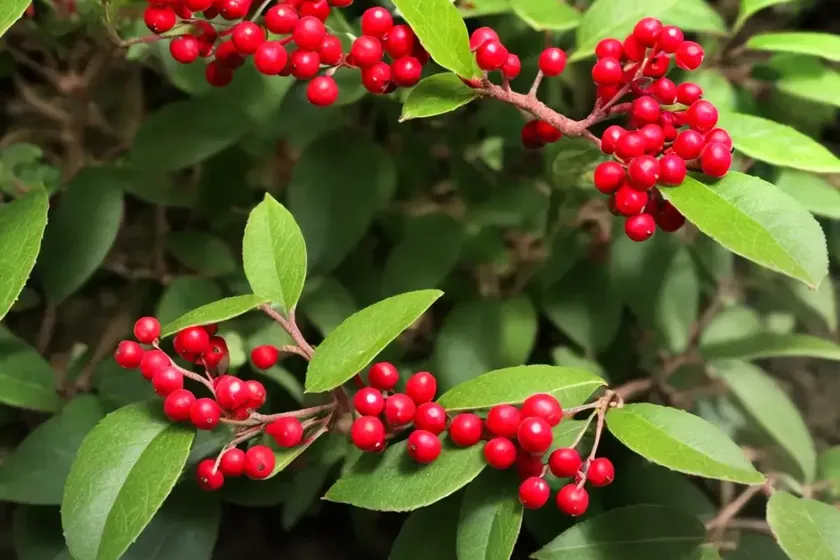 Cotoneaster horizontalis (rock cotoneaster) — photo 3