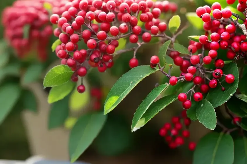 Cotoneaster horizontalis (rock cotoneaster)