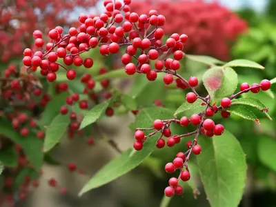 Cotoneaster Lacteus (Parney Cotoneaster)