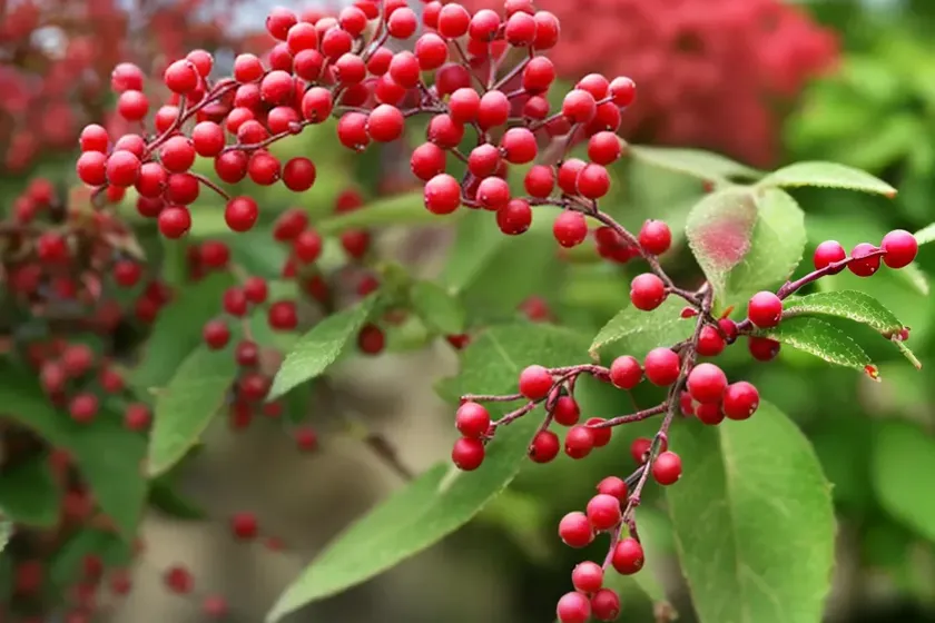 Cotoneaster lacteus (parney cotoneaster)