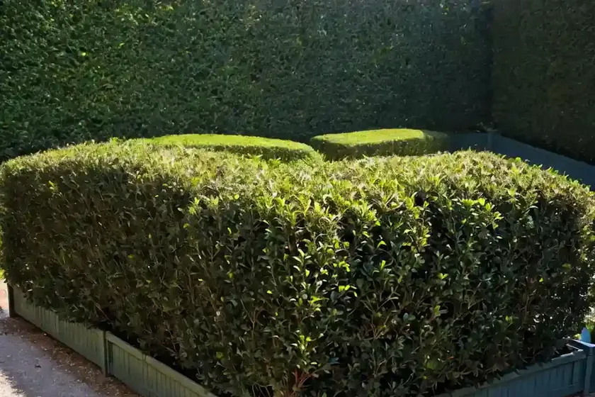 Cotoneaster lucidus (hedge cotoneaster) — photo 2