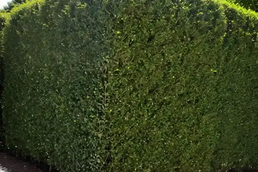 Cotoneaster lucidus (hedge cotoneaster) — photo 3