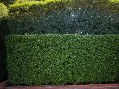 Cotoneaster Lucidus (Hedge Cotoneaster)
