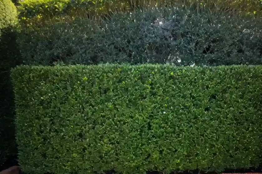 Cotoneaster lucidus (hedge cotoneaster)