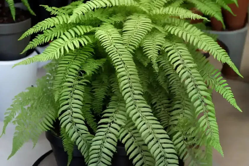 Cotton candy fern (nephrolepis exaltata smithii) — photo 2