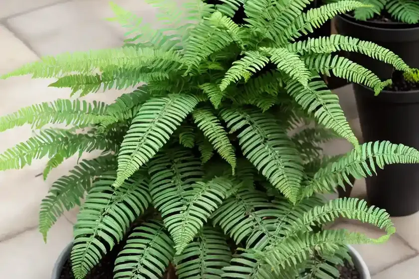 Cotton candy fern (nephrolepis exaltata smithii) — photo 3