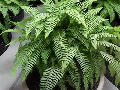 Cotton Candy Fern (Nephrolepis Exaltata Smithii)