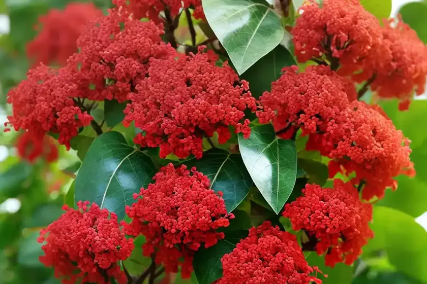 Cotton-leaf physicnut (jatropha gossypiifolia) — photo 3