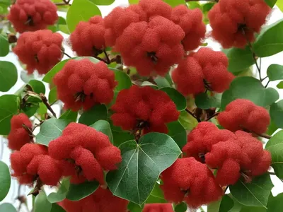 Cotton-leaf Physicnut (Jatropha Gossypiifolia)