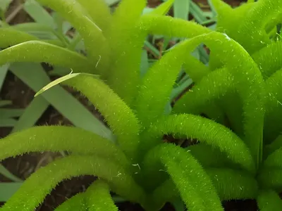 Couch Paspalum (Paspalum Vaginatum)