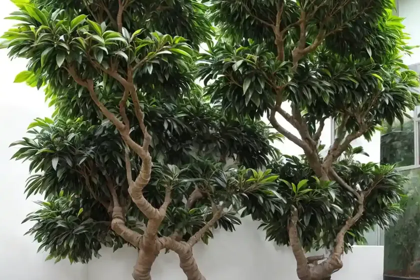 Council tree (ficus altissima) — photo 2