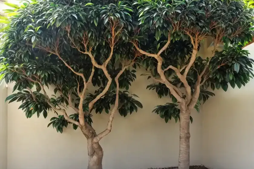 Council tree (ficus altissima) — photo 3