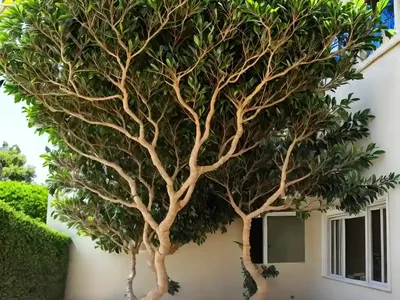 Council Tree (Ficus Altissima)