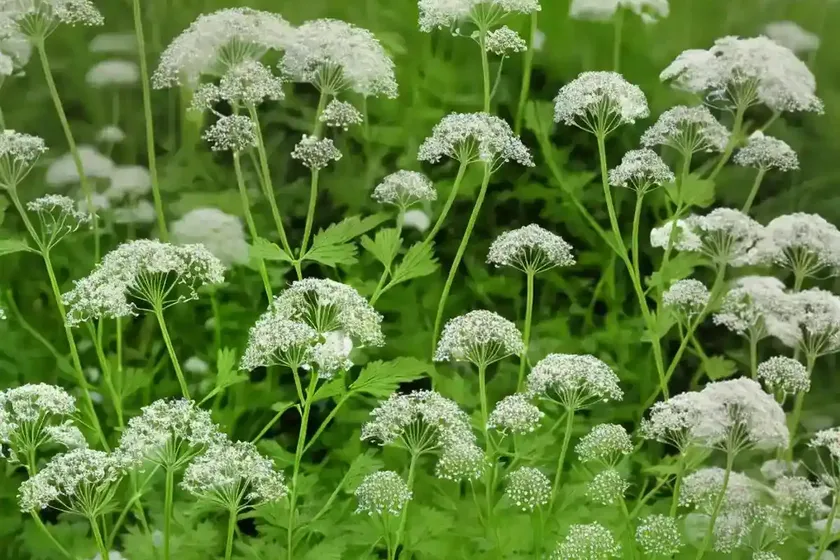 Cow-parsley (anthriscus sylvestris) — photo 3