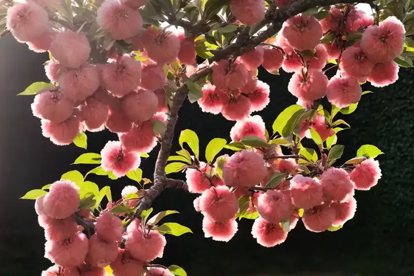 Crabapple (malus ‘fozam’ fox fire) — photo 2