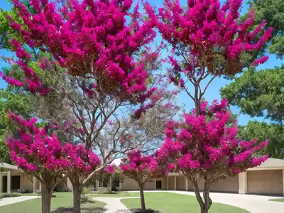 Crape Myrtle (Lagerstroemia ‘Comanche’)