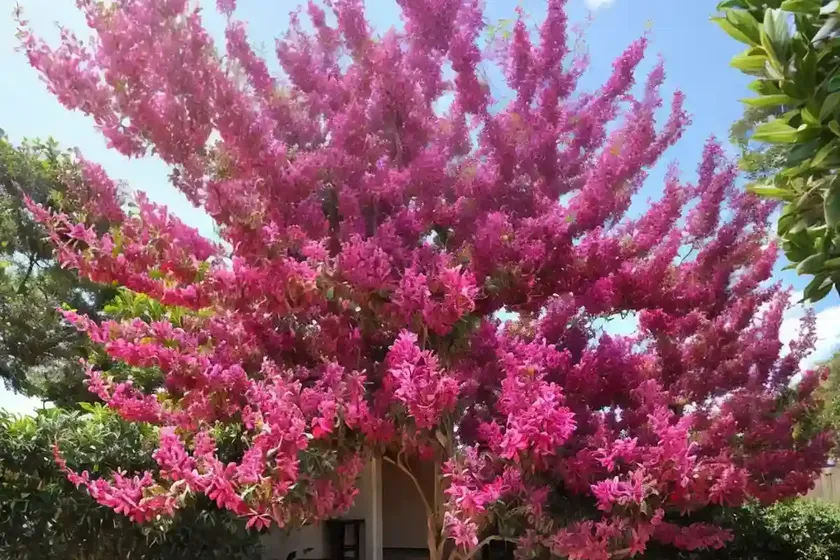 Crape Myrtle (Lagerstroemia Indica ‘Muskogee’) — photo 2