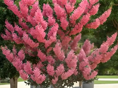 Crape Myrtle (Lagerstroemia Indica ‘Muskogee’)