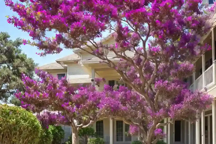 Crape myrtle (lagerstroemia ‘mardi gras’) — photo 2