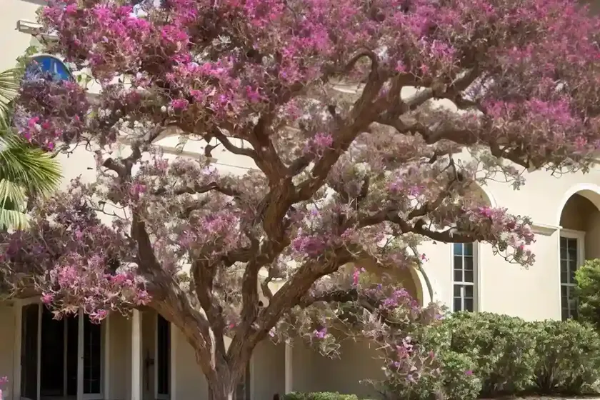 Crape myrtle (lagerstroemia ‘natchez’) — photo 2