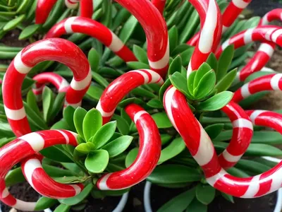 Crassula ‘candy Cane’ (Crassula Rubricaulis ‘candy Cane’)