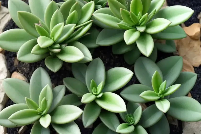 Crassula capitella (crassula capitella ‘campfire’) — photo 3