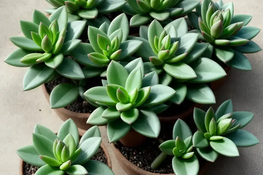 Crassula pellucida (crassula pellucida) — photo 2