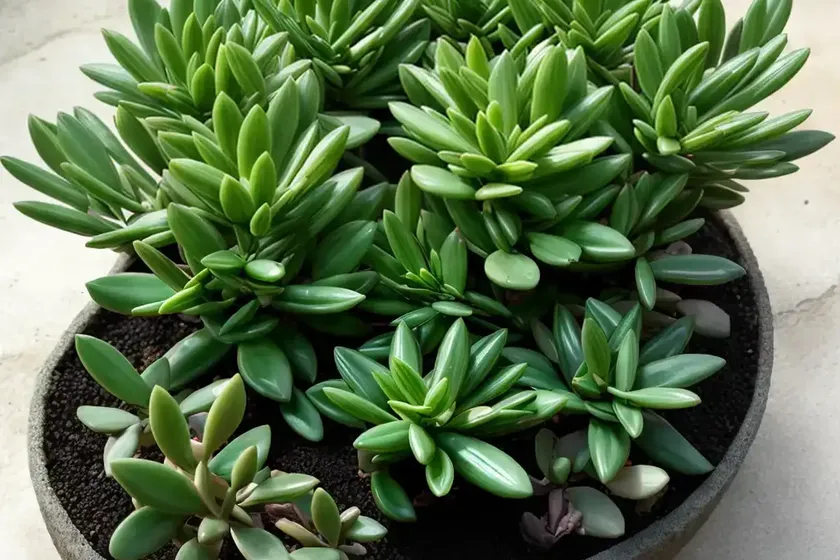 Crassula sarmentosa ‘comet’ (crassula sarmentosa) — photo 3