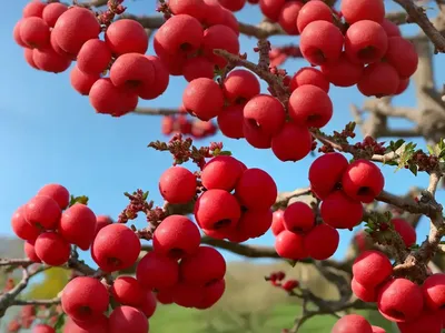 Crataegus Coccinea (Scarlet Hawthorn)