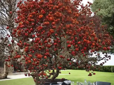 Crataegus Douglasii (Black Hawthorn)