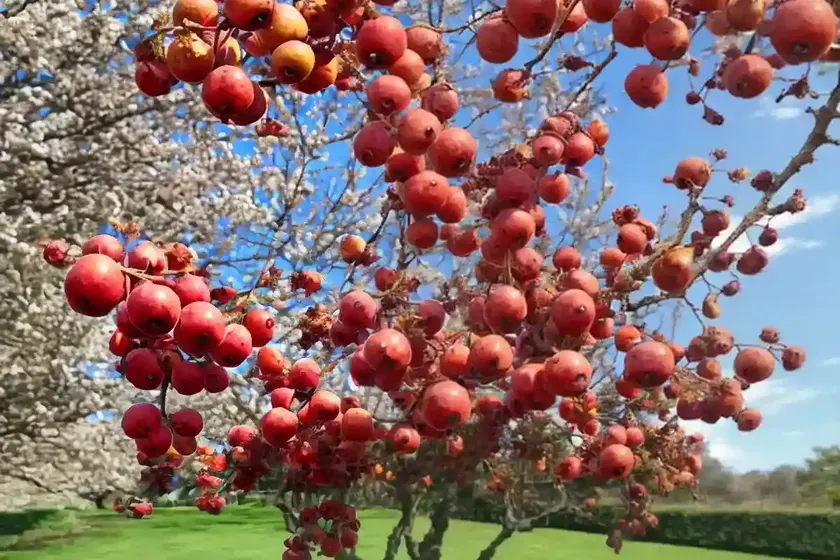 Crataegus laevigata (english hawthorn) — photo 2