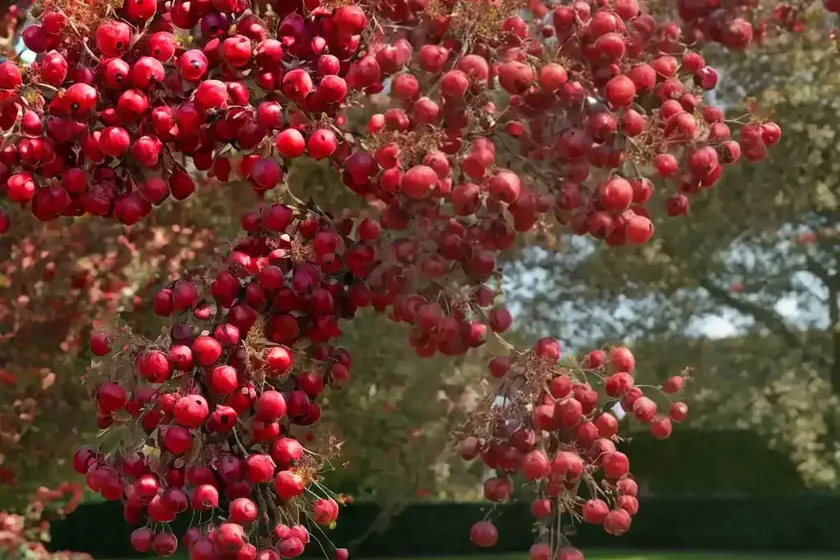 Crataegus laevigata ‘paul’s scarlet’ (english hawthorn) — photo 2