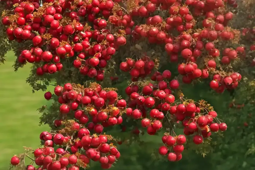 Crataegus laevigata ‘paul’s scarlet’ (english hawthorn) — photo 3