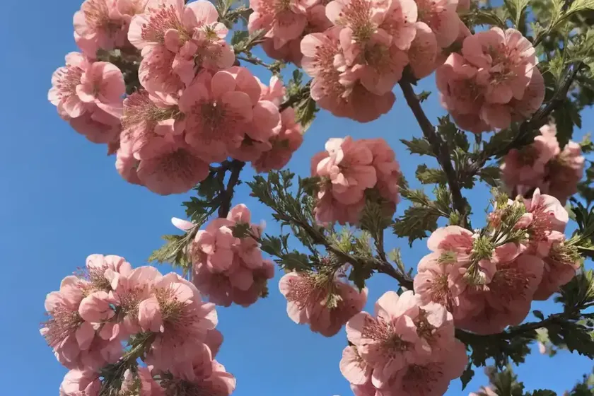 Crataegus laevigata ‘rosea flore pleno’ (english hawthorn) — photo 3